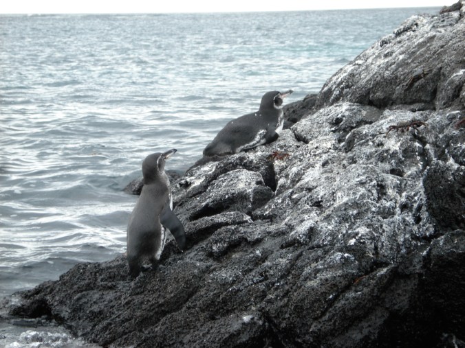 Oh my god! Penguins!