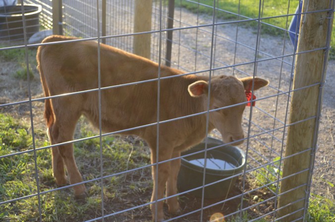 Calf
