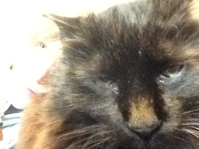 Selfie with the cat. Like a boss. Christmas 2011.