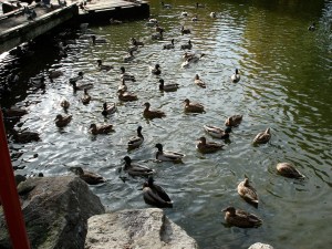 Why a picture of ducks? Why not?